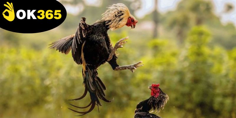 Chiến lược cược hợp lý là mẹo đá gà thắng lớn giúp tối ưu hóa khả năng thắng lớn