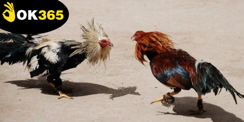 hieu-quy-tac-choi-va-dat-cuoc-giup-tang-ty-le-thang